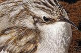 Brown Creeper Closeup_DSCF01277